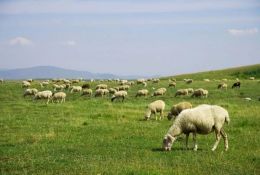 科普常識丨放羊容易放好難！春季放牧別大意，以下4點(diǎn)多留意！