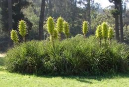 科普常識丨神奇植物“食羊樹(shù)”，能夠自己抓羊吃，自然界最“恐怖”的存在！